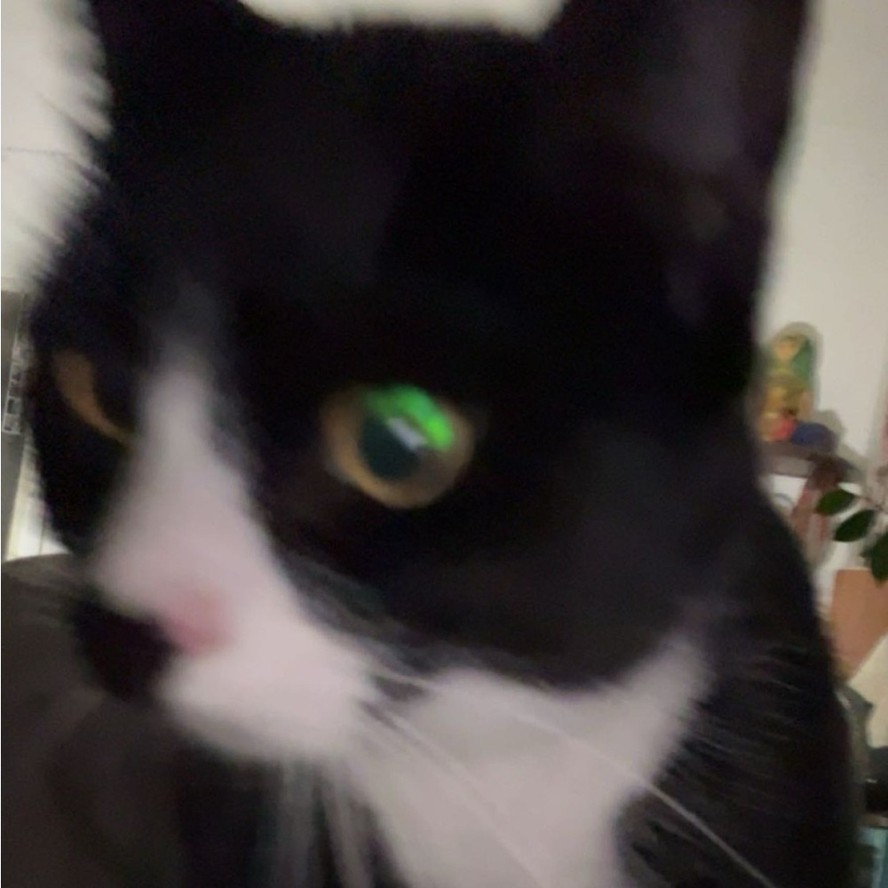 Meet your Posher, Hailey